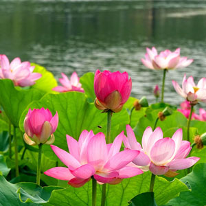Natural Pond